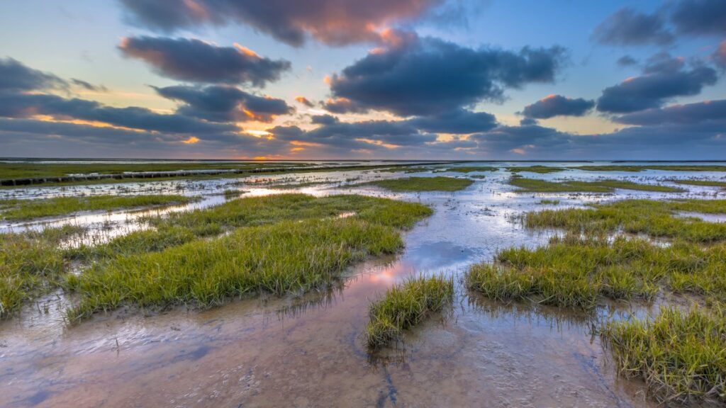 Tidal salt marshes and mudflats in the Wadden Sea