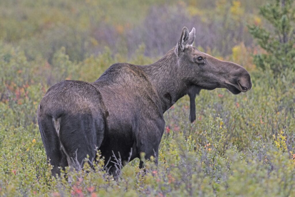 Moose in the Alaskan wilderness near Denali National Park